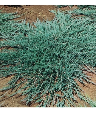 Kadagys-horizontalusis-Emerald-Spreader-Juniperus-horizontalis