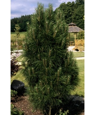Pusis-juodoji-Fastigiata-Pinus-nigra