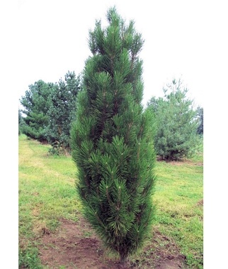 Pusis-juodoji-Green-Rocket-Pinus-nigra