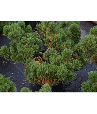 Pusis-kalnine-Jacobsen-Pinus-mugo