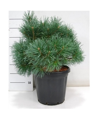 Pusis-paprastoji-Chantry-Blue-Pinus-sylvestris