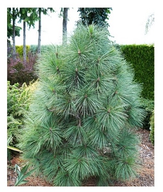 Pusis-zefrejaus-Joppi-Pinus-jeffrey