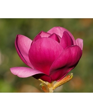 Magnolija-Aphrodite-Magnolia