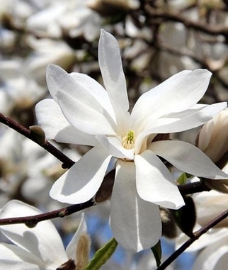 Magnolija-Lebnerio-Merrill-Magnolia-loebner