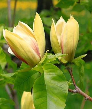 Magnolija-Sunsation-Magnolia