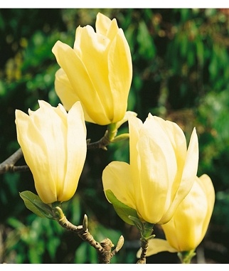 Magnolija-puosnioji-Yellow-River-Magnolia-denudata