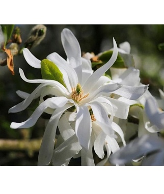 Magnolija-zvaigzdine-Royal-star-Magnolia-stellata
