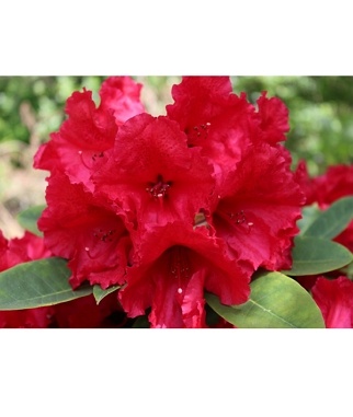 Rododendras-Red-Jack-Rhododendron