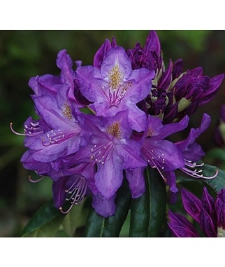 Rododendras-hibridinis-Lees-Dark-Purple-Rhododendron-Hybride
