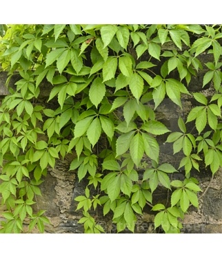 Vinvytis-penkialapis-Parthenocissus-quinquefolia