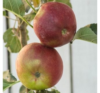 Obelis koloninė 'Vasiugan' (Malus domestica)