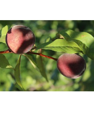 Persikas raudonlapis (Prunus cerasifera)