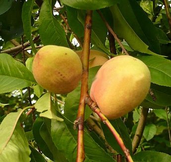 Persikas 'Ševčenkos' (Prunus cerasifera)