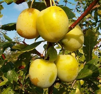 Slyva 'Latvijos geltona' (Prunus domestica)