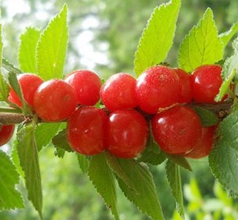 Vyšnia pūkuotoji (Prunus cerasus)