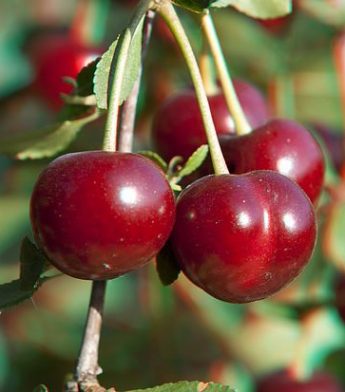 Vyšnia 'Vytėnų žvaigždė' (Prunus cerasus)