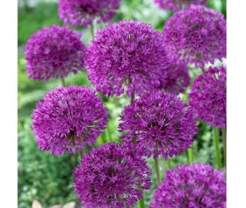 Cesnakas-dekoratyvinis-Purple-sensation-Allium-aflatunense