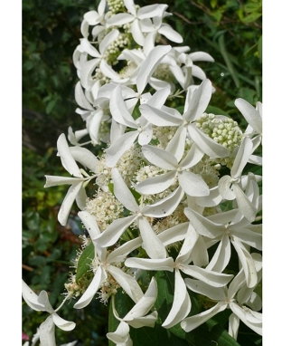 Hortenzija šluotelinė 'Great Star' (Hydrangea paniculata)