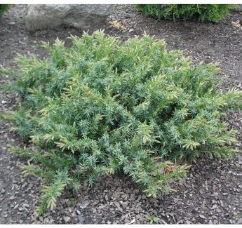 Kadagys pajūrinis ‘Blue Pacific‘ (Juniperus conferta)