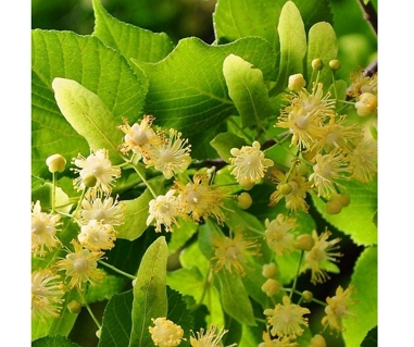 Liepa didžialapė (Tilia platyphyllos)