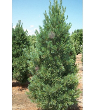 Pušis-veimutinė-Fastigiata-Pinus-strobus