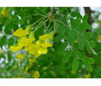 Žirnmedis geltonasis ‘Lutescens’ (Caragana arborescens)