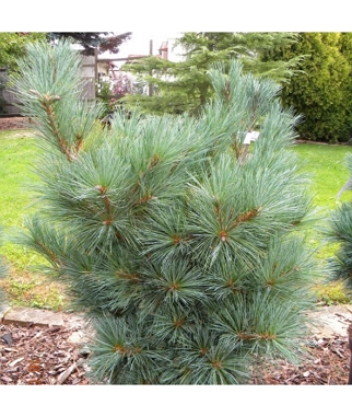 Pusis-lankscioji-Pygmaea-Pinus-flexilis