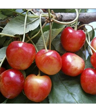 Tresne-Generalskaja-Prunus-avium