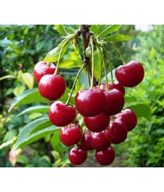 Vysnia-studenceskaja-Prunus-cerasus