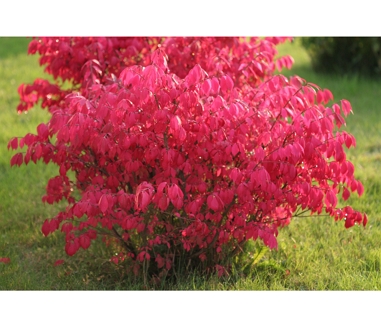 Ozeksnis-sparnuotasis-Chicago-Fire-Euonymus-alatus