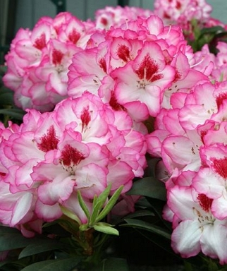 Rododendras-Cherry-Cheesecake-Rhododendron