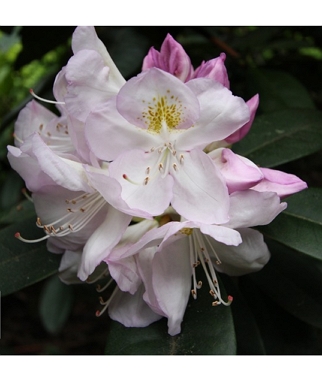 Rododendras-hibridinis-Gomer-Waterer-Rhododendron-x-hybridum