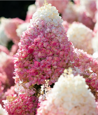 Hortenzija-sluoteline-Living-Strawberry-Blossom-Hydrangea-paniculata