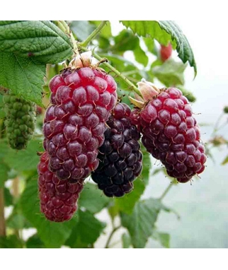 Gervuoges-avietes-hibridas-Tayberry-Rubus-fruticosus-idaeus