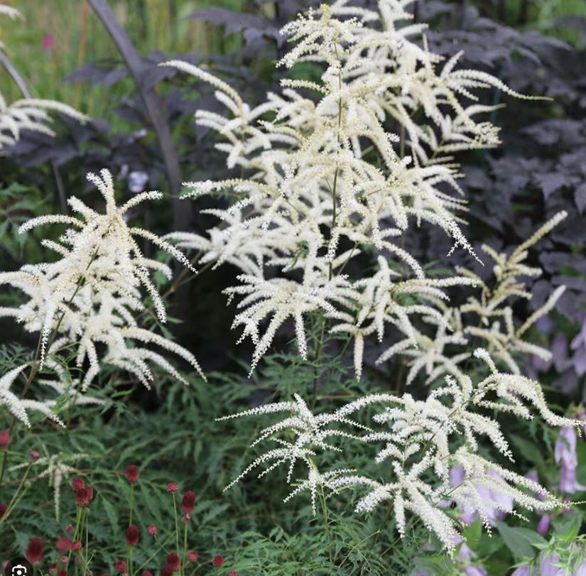 Arunkas paprastasis 'Kneiffii' (Aruncus dioicus)