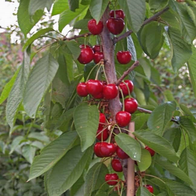 Trešnė koloninė ‘Queen Mary' (Prunus avium)