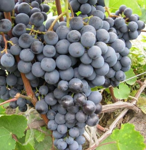 Vynuogė 'Agat Donskij' (Vitis)