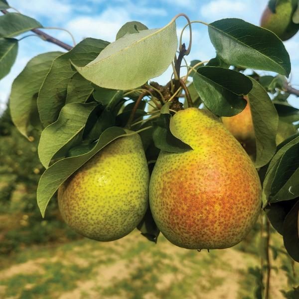 Kriaušė ‘Dūlia’ (Pyrus communis)