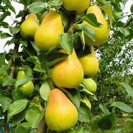 Kriaušė koloninė ‘Saphyra’ (Pyrus pyraster)