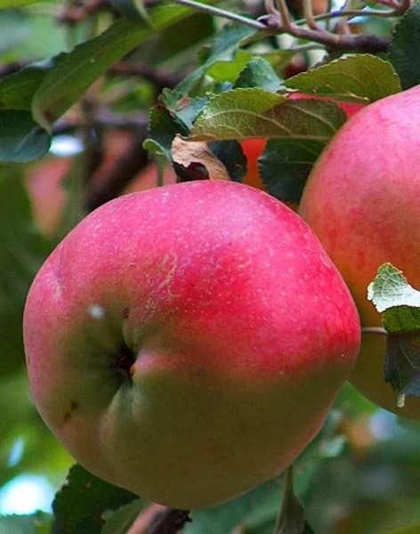 Obelis ‘Eliza’ (Malus domestica)