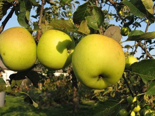 Obelis ‘Gold Bohemija’ (Malus domestica)