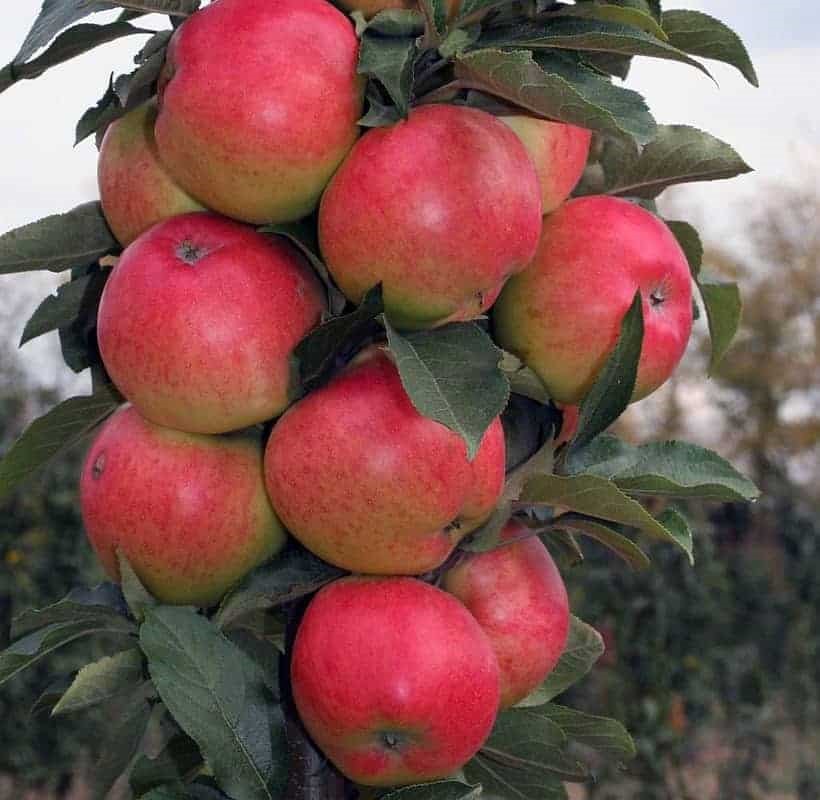 Obelis koloninė 'Valiuta' (Malus domestica)