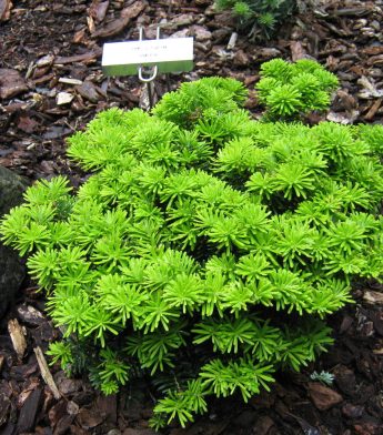 Kėnis korėjinis 'Tundra' (Abies koreana)