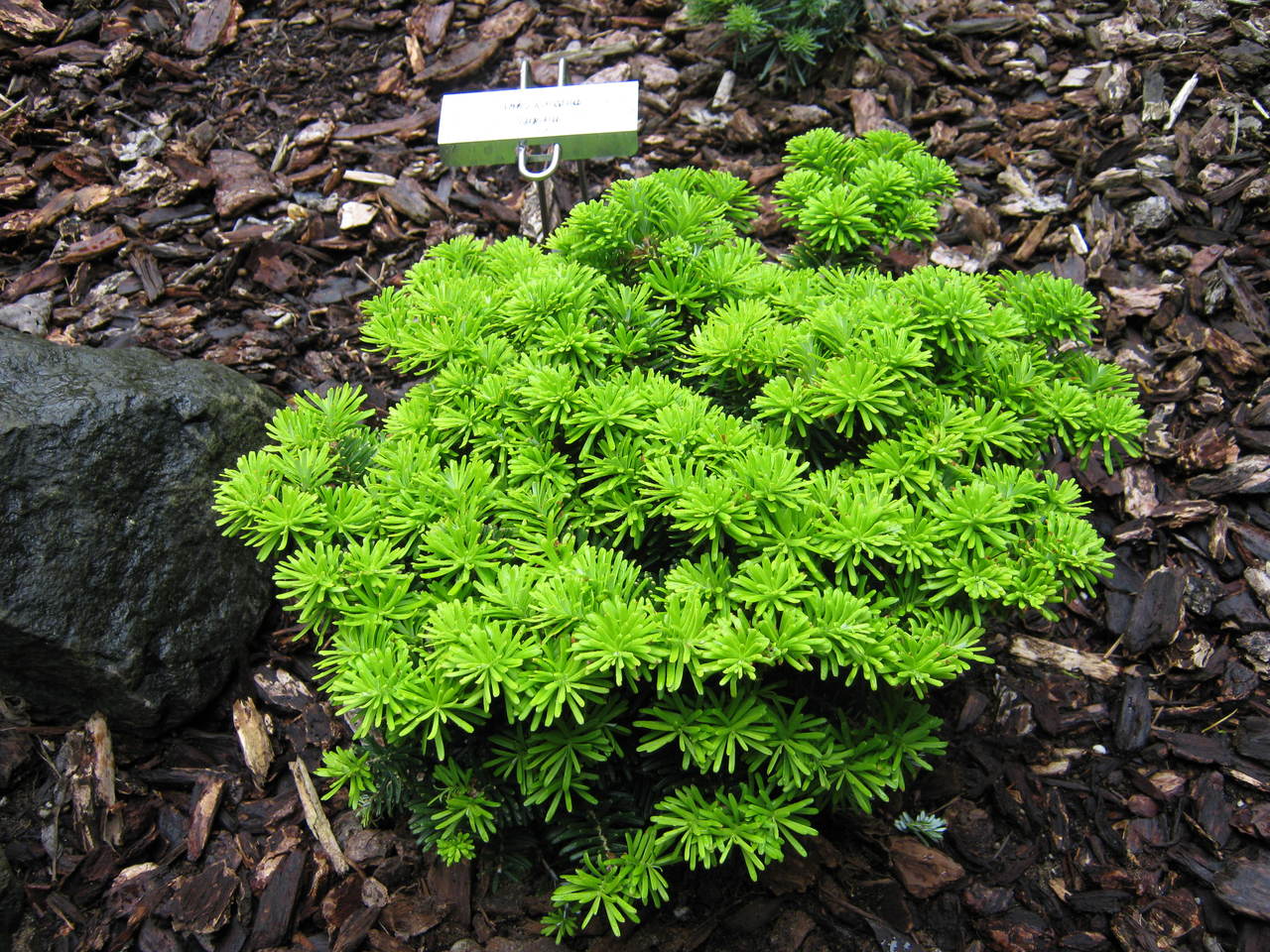 Kėnis korėjinis 'Tundra' (Abies koreana)