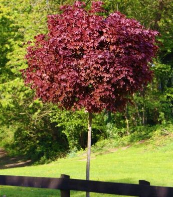 Klevas paprastasis (Acer platanoides) 'Purple Globe'
