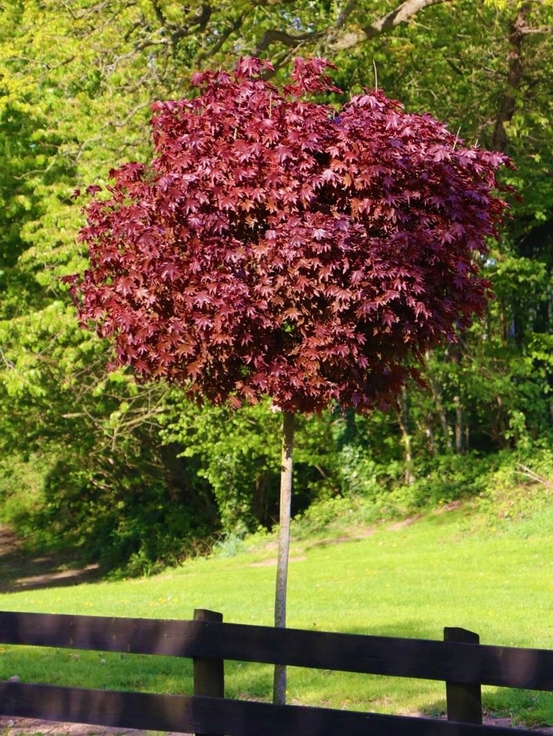 Klevas paprastasis (Acer platanoides) 'Purple Globe'