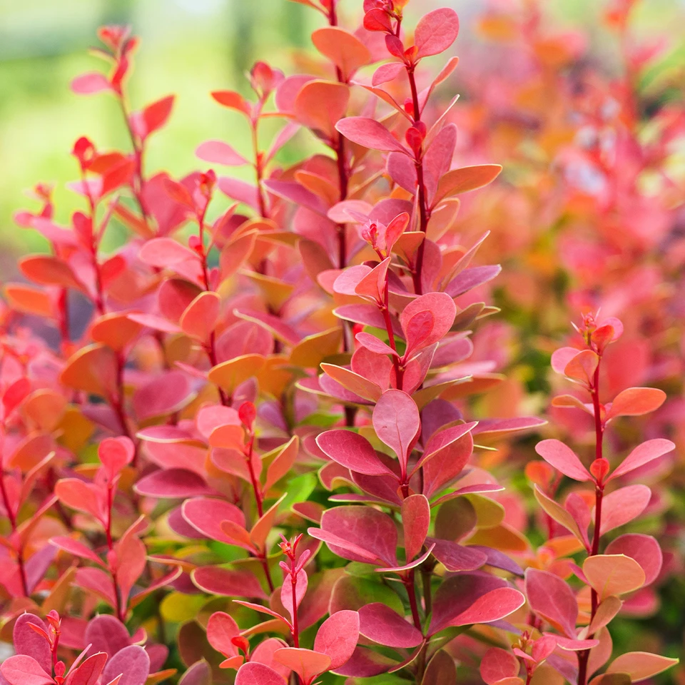 Raugerškis Tunbergo ‘Orange Rocket’ (Berberis thunbergii)