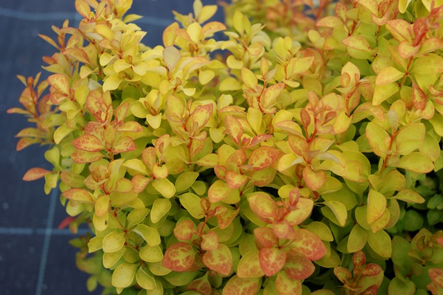 Raugerškis ‘Summer Sunset’ (Berberis thunbergii)