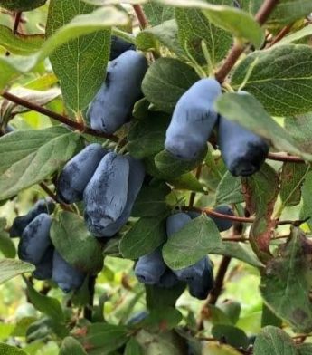 Sausmedis kamčiatkinis ‘Aurora’ (Lonicera kamtschatica)
