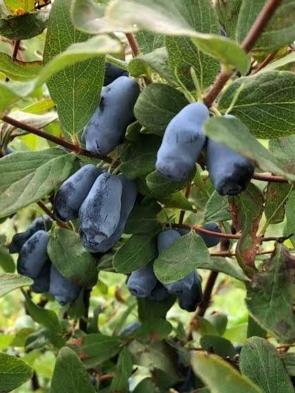 Sausmedis kamčiatkinis  ‘Aurora’ (Lonicera kamtschatica)